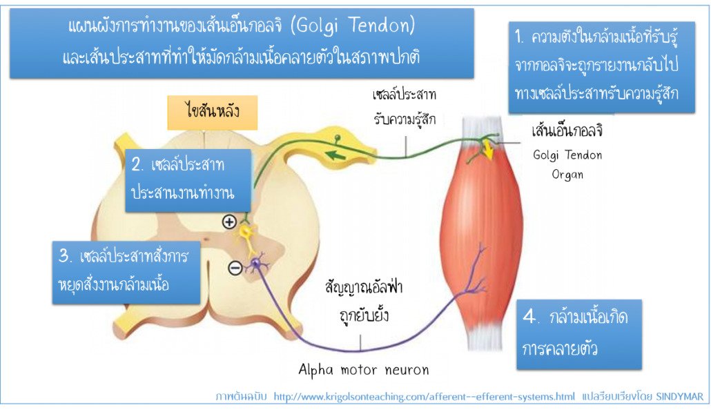 ตะคริว VS นักกีฬา ทำไมนักกีฬาหรือคนที่ชอบออกกำลังกายถึงเป็นตะคริว ???