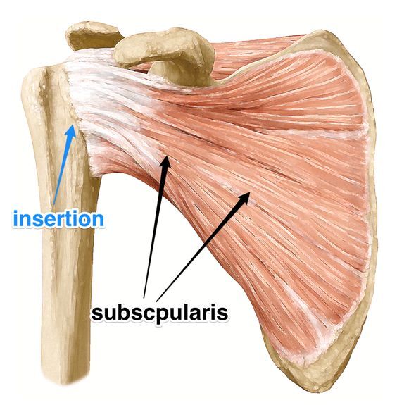 เอ็นข้อไหล่ด้านหน้าอักเสบ (Subscapularis Tendinitis)