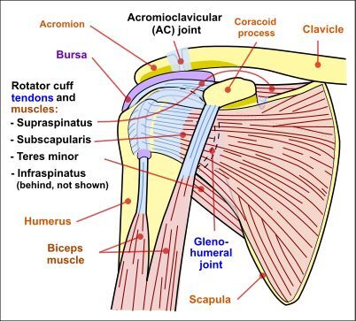 เอ็นข้อไหล่ด้านหน้าอักเสบ (Subscapularis Tendinitis)
