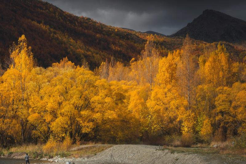 Yellow trees